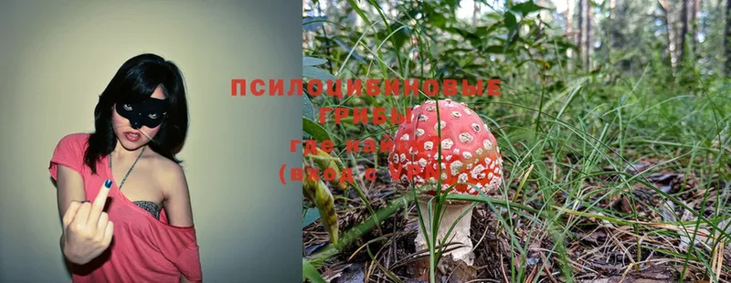 наркошоп  Муром  ОМГ ОМГ   Галлюциногенные грибы Psilocybe 